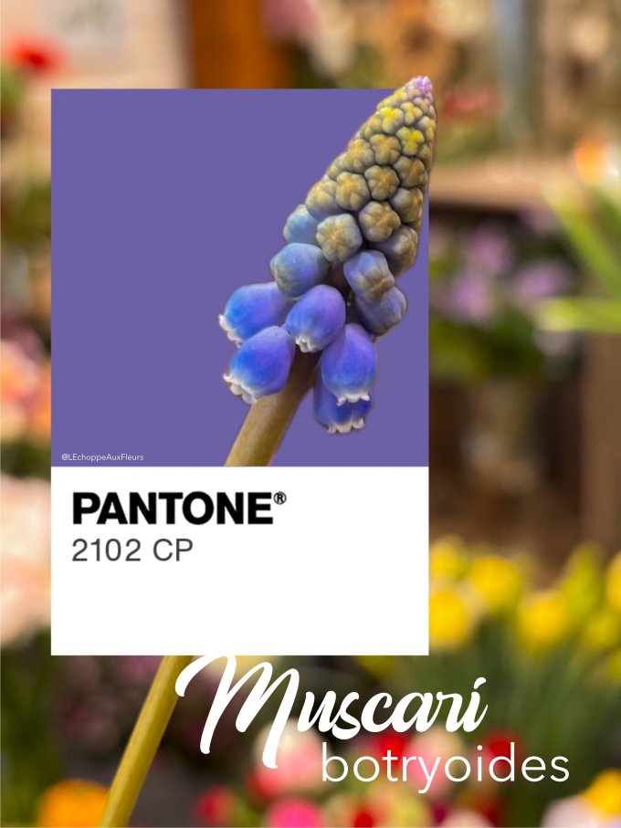 Fleurs de février photo 7